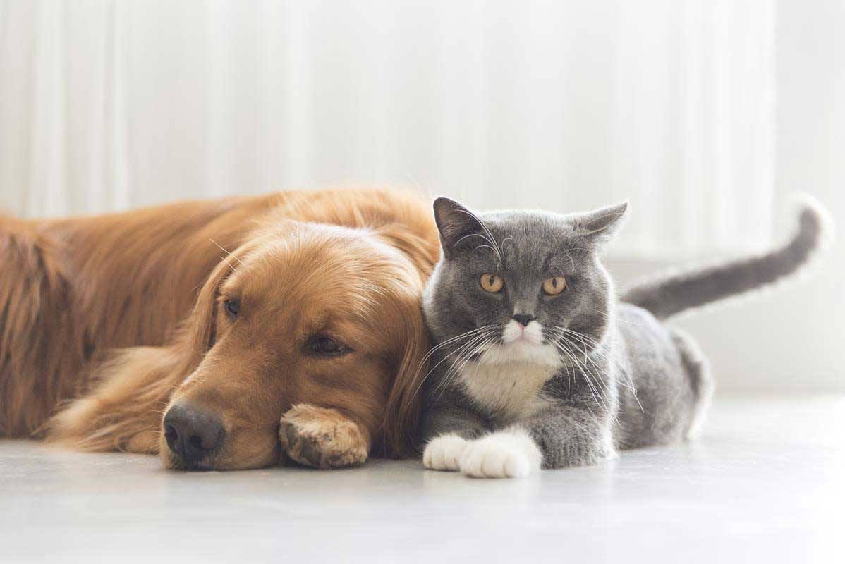about our veterinary practice  Houston, TX 