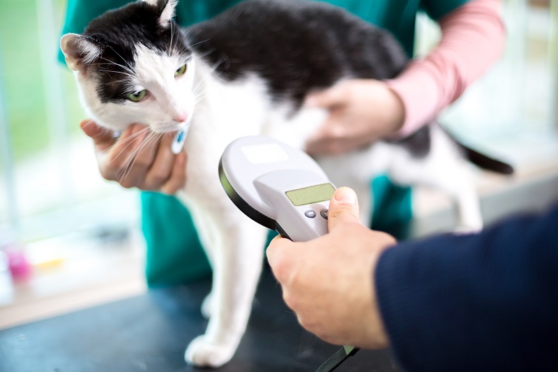 Microchipping  Houston, TX 