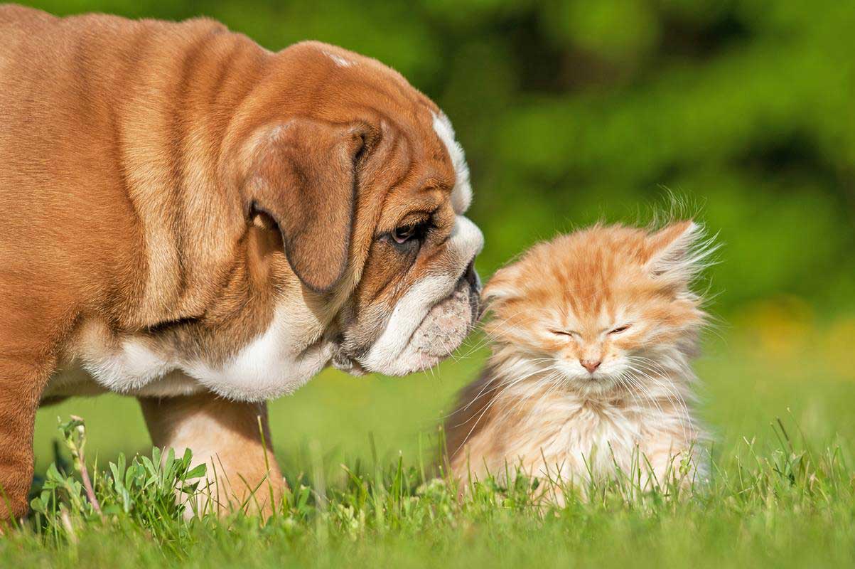 Puppy & Kitten Care  Houston, TX 