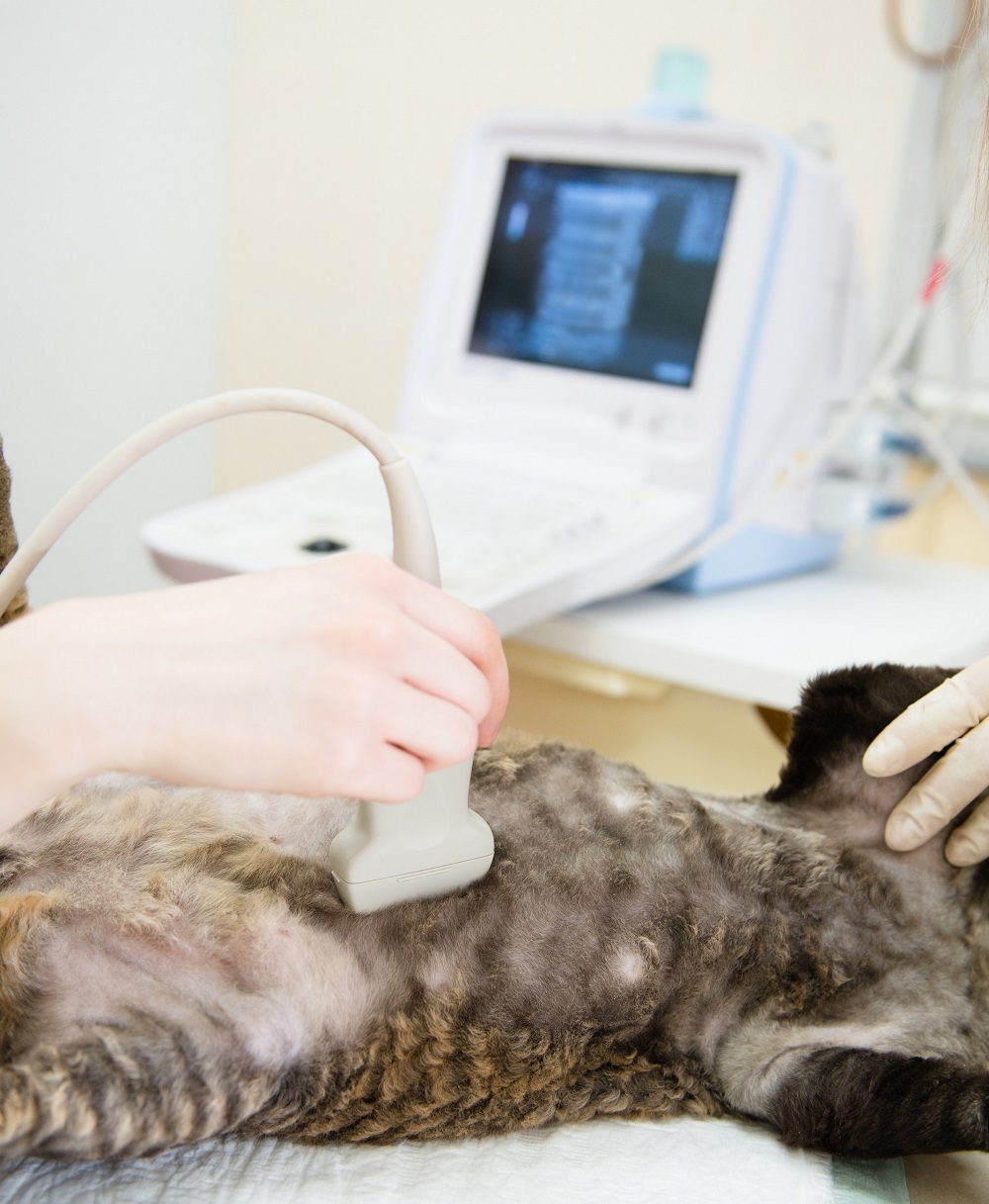Ultrasound  Houston, TX 