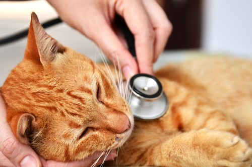 veterinary services  Houston, TX 